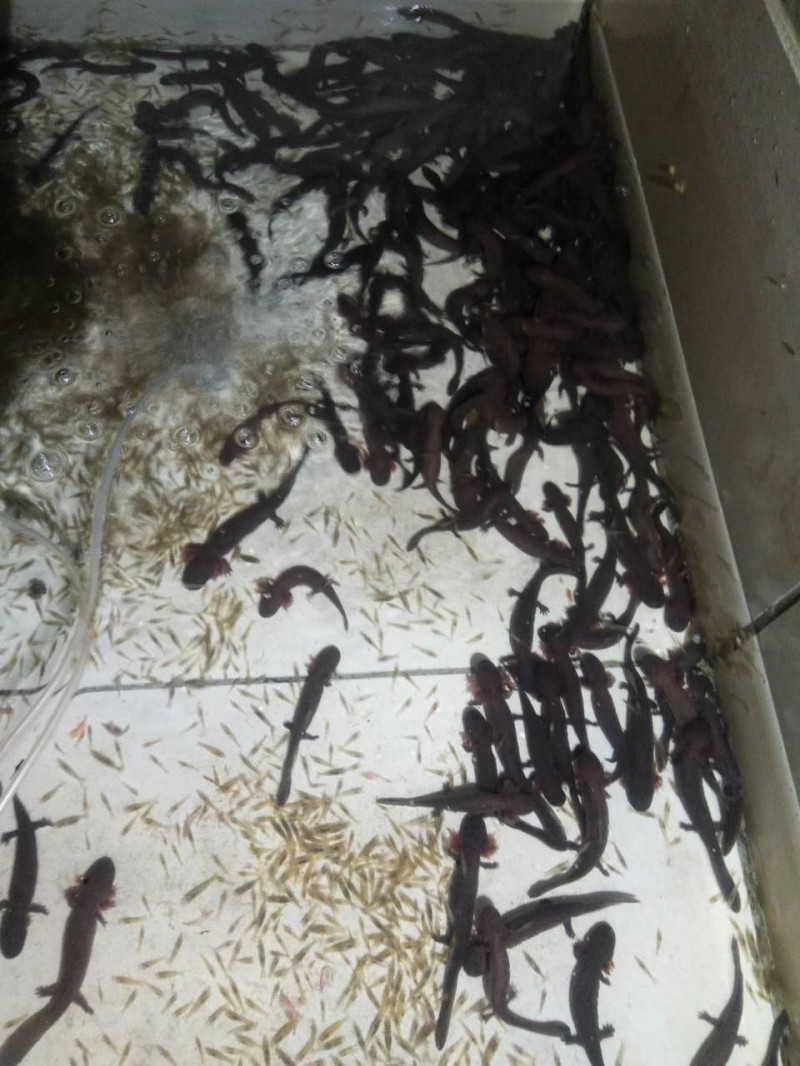 娃娃魚苗價格 娃娃魚