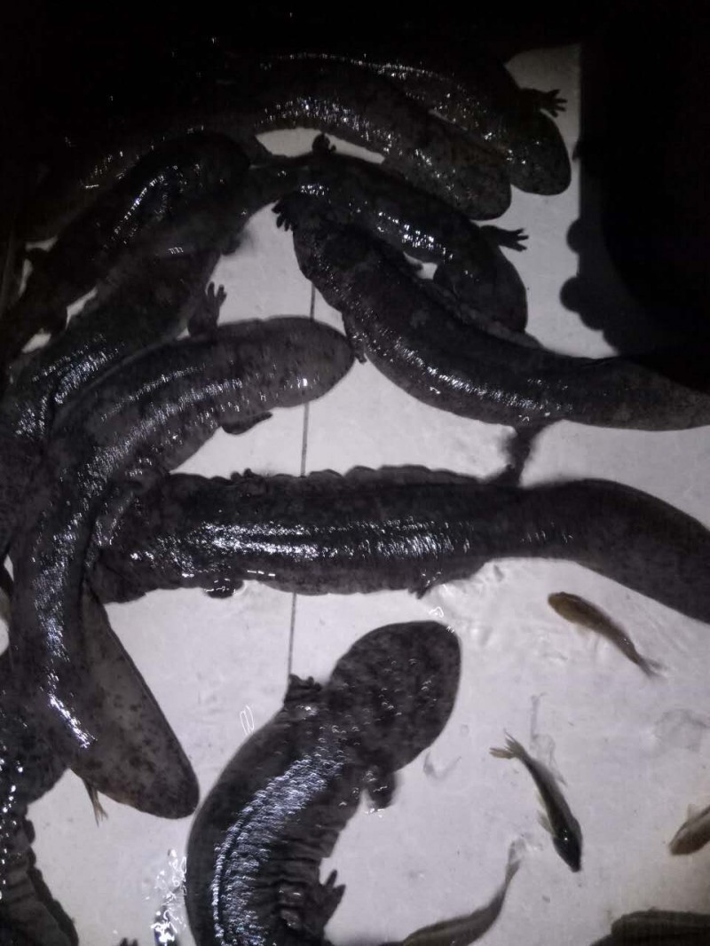 批發娃娃魚  娃娃魚價格