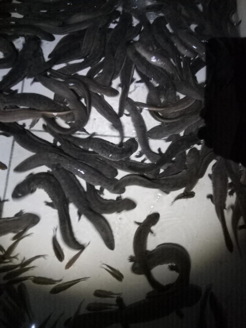 直銷娃娃魚  娃娃魚價格