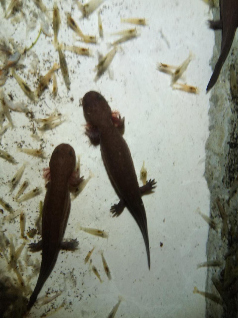 娃娃魚 娃娃魚價格