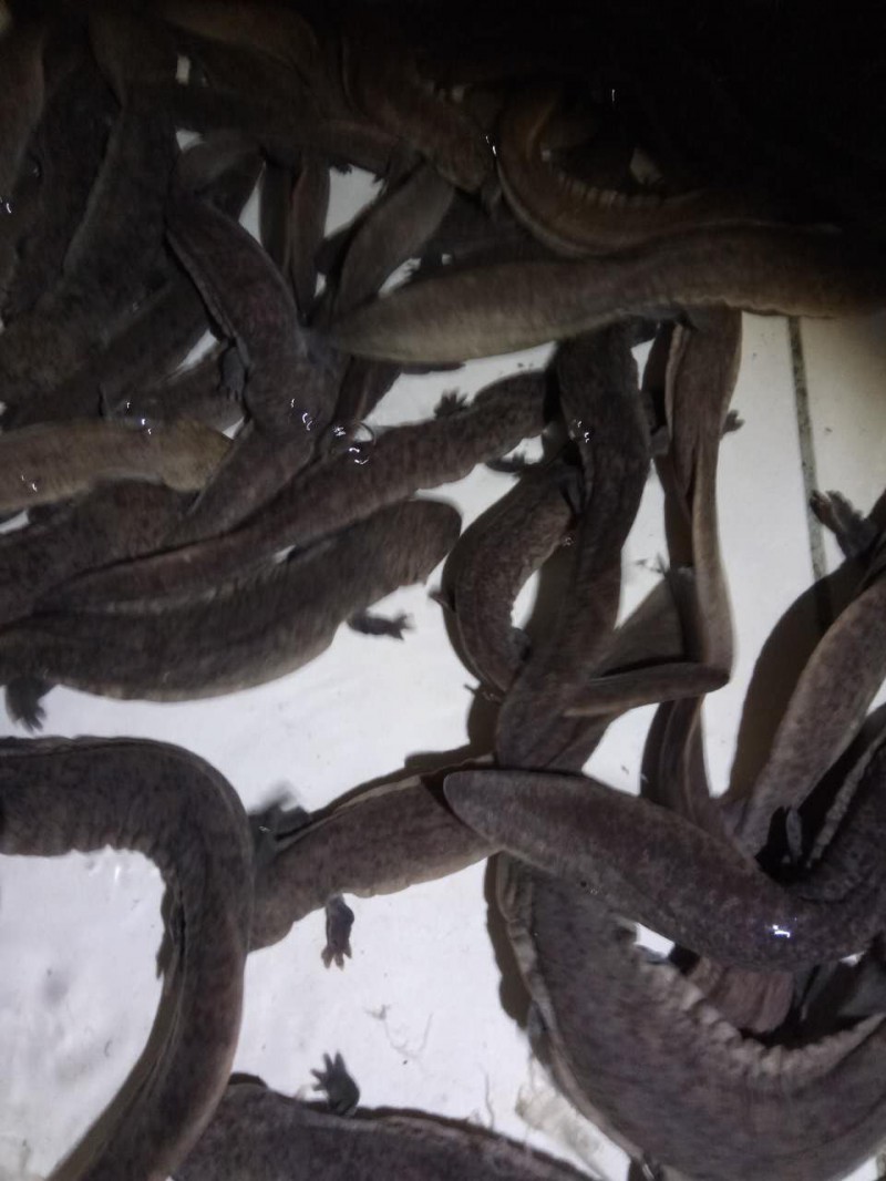 娃娃魚價格 娃娃魚
