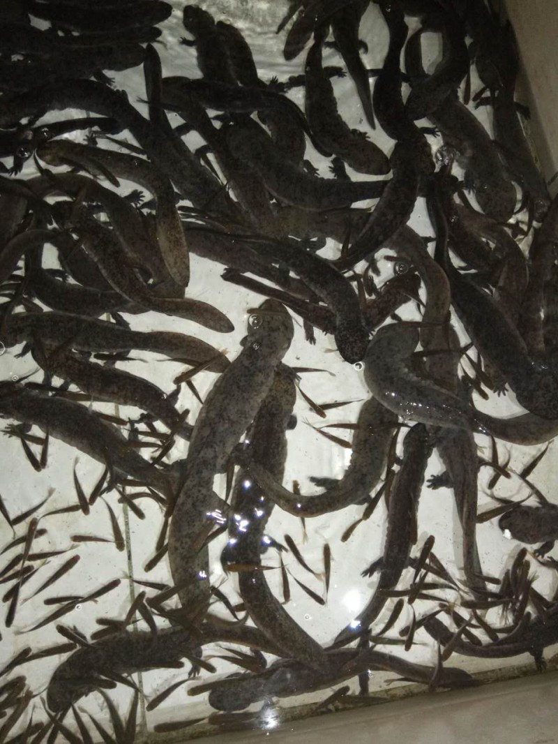 娃娃魚  娃娃魚價格