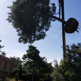 油松 基地直銷  規格齊全 高檔場所栽種量 油松 苗木出售