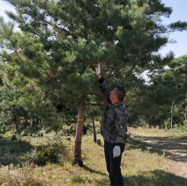 油松 基地直銷  規格齊全 高檔場所栽種量 油松 苗木出售