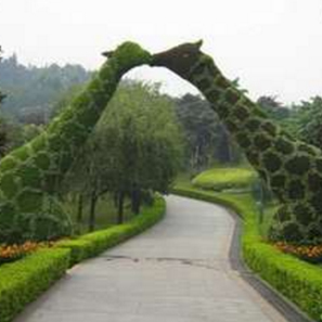五色草  自然風景區 城市主題公園