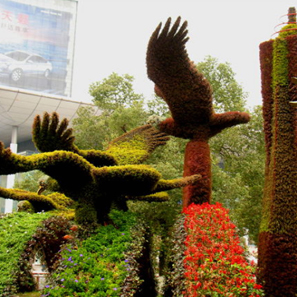 五色草  自然風景區 城市主題公園