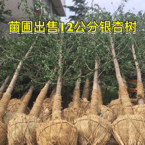 苗圃出售12公分銀杏樹 銀杏小苗