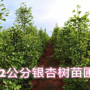 2公分銀杏樹苗圃 銀杏小苗