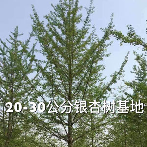 銀杏樹苗圃 銀杏小苗