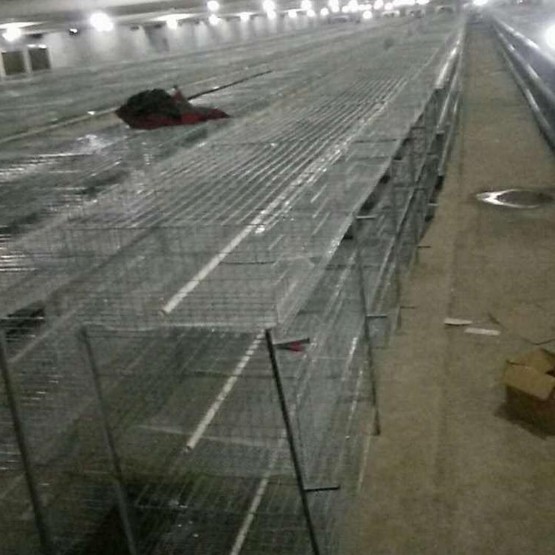 【質?！繌S家供應肉雞籠 3層肉雞 肉雞籠 量大從優 蛋雞籠