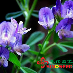 草種子   草類種子（草坪、牧草）牧草 紫花苜蓿