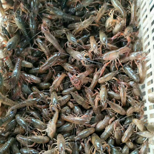 龍蝦、龍蝦苗、龍蝦種苗