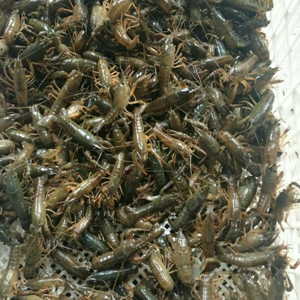 龍蝦、龍蝦苗、龍蝦種苗