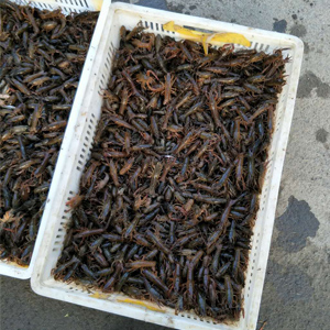 龍蝦、龍蝦苗、龍蝦種苗