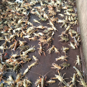 龍蝦、龍蝦苗、龍蝦種苗