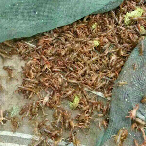 龍蝦、龍蝦苗、龍蝦種苗
