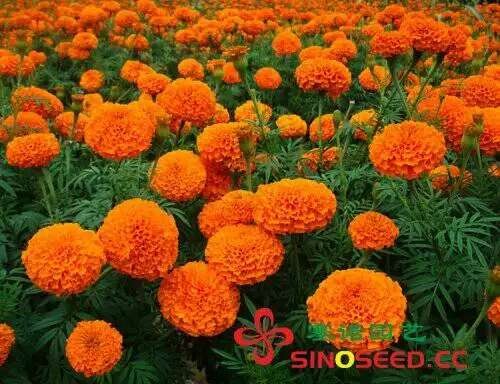 色素萬壽菊/SN201