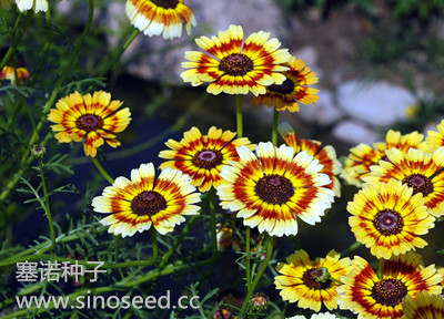 一年生 野花 花環菊 混色