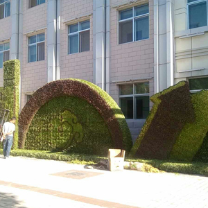 江蘇五色草供應   設計師量身設計   五色草廠家