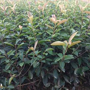 廠家直銷 紅葉石楠毛球 品質保證