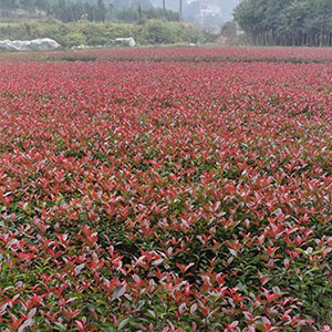 廠家直銷 一年生地苗 品種多樣 品質保證