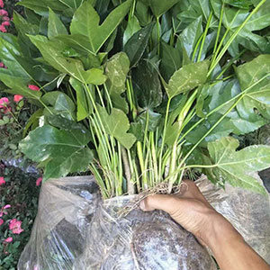 廠家直銷 一年生地苗 品種多樣 品質保證