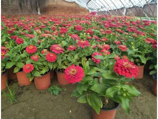 草花批發(fā) 草花批發(fā)廠家