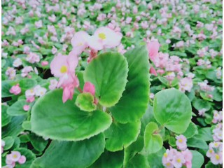 草花批發(fā) 草花批發(fā)廠家