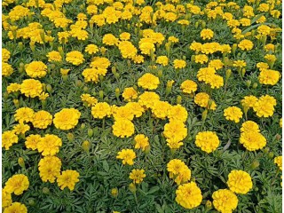 草花批發(fā) 草花批發(fā)廠家