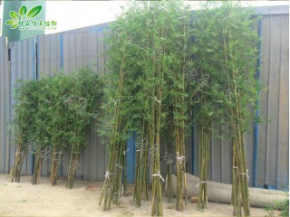 仿真竹子廠家直銷   沈陽仿真植物生產廠家