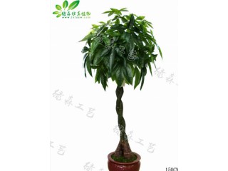 仿真辮子發財樹  廠家直銷    沈陽仿真植物生產廠家