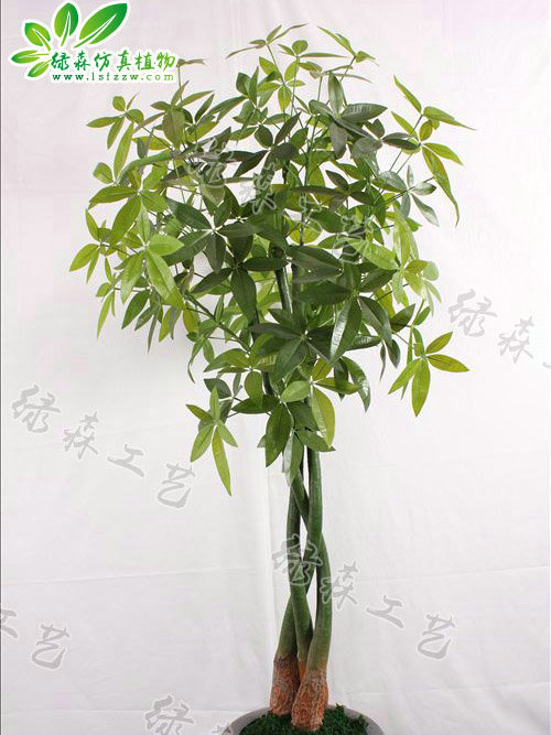 仿真辮子發財樹
