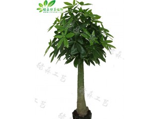 仿真木瓜桿發財樹   廠家直銷    沈陽仿真植物生產廠家