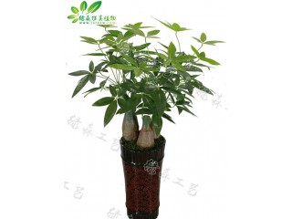 仿真盆景發財樹   廠家直銷    沈陽仿真植物生產廠家