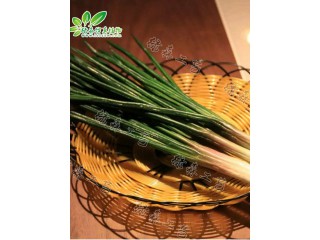 仿真香蔥  廠家直銷  沈陽仿真植物生產廠家