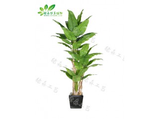 仿真三桿大芭蕉  廠家直銷  沈陽仿真植物生產廠家