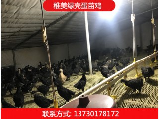 稚美禽業，綠殼蛋雞苗、黑羽高產綠殼蛋雞、麻羽綠殼蛋雞