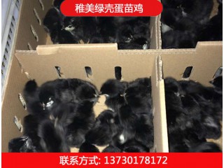 稚美禽業，黑羽高產綠殼蛋雞、麻羽綠殼蛋雞