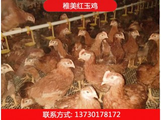 稚美紅玉380雞苗、土雞雞苗