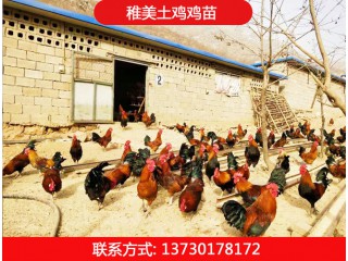 稚美土雞雞苗，華北柴雞