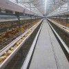 肉雞籠定制_肉雞籠肉雞籠_肉雞籠價格
