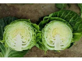運(yùn)城永濟(jì)批發(fā)圓白菜苗廠 忻州早熟甘藍(lán)苗抗熱品種