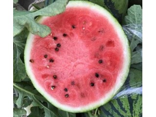 原陽賣嫁接西瓜苗廠家\淇縣早熟薄皮西瓜苗2024