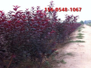 供應10-12公分紫葉李帶土球發(fā)貨15公分紫葉李