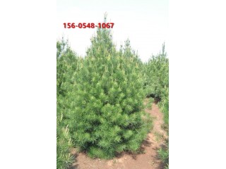 供應工程綠化苗木 3-4米雪松 帶土球發(fā)貨